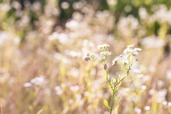 Plante fond flou — Photo