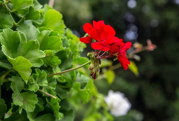 Geranienblüte — Stockfoto