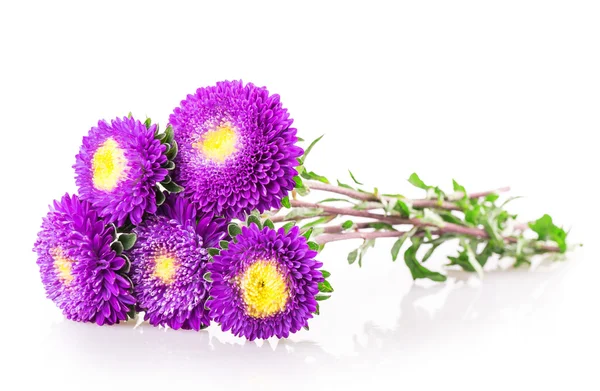 Fleur de chrysanthème violet — Photo
