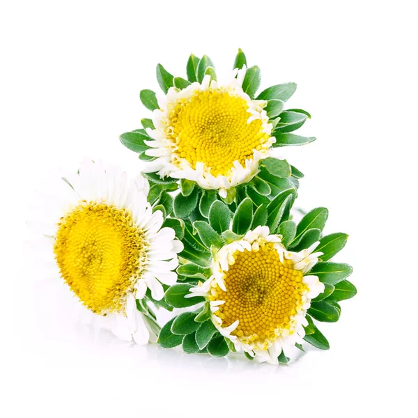 Jahodový list květina — Stock fotografie