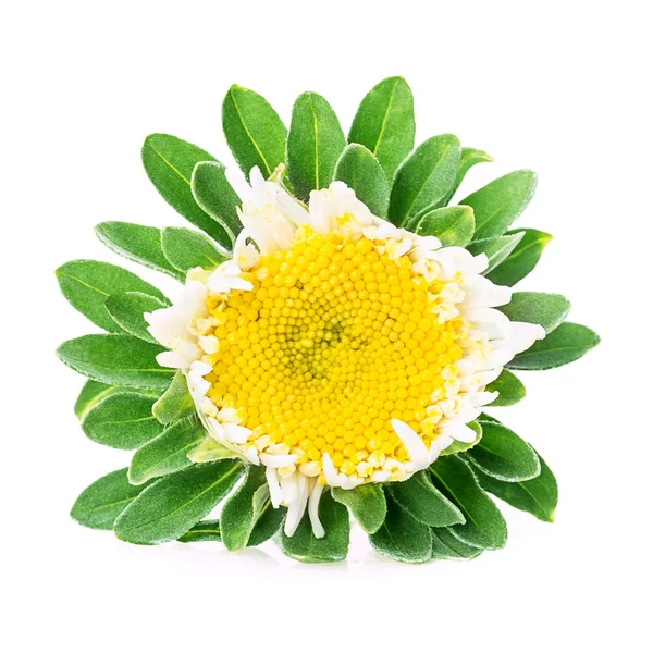 Jahodový list květina — Stock fotografie