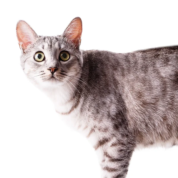 Gray tabby cat — Stock Photo, Image