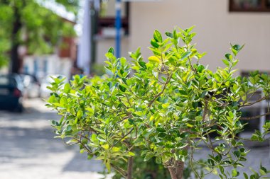 Sokak ağaçları vazo