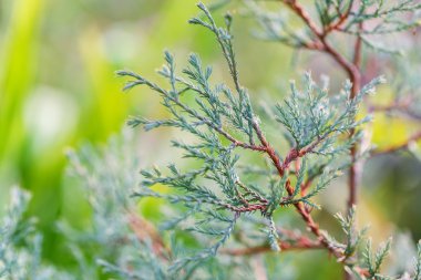 Mazı (bitki) iğneler