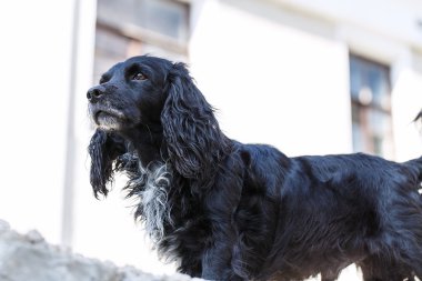 siyah spaniel köpek
