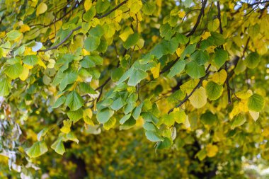 doğa manzara ağaç kuru yaprak