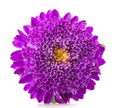 mor papatya çiçeği