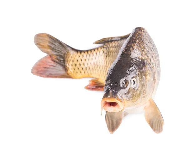 잉어 물고기 — 스톡 사진