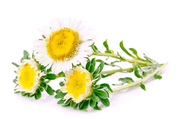 Strawberry leaf flower — Stock Photo, Image