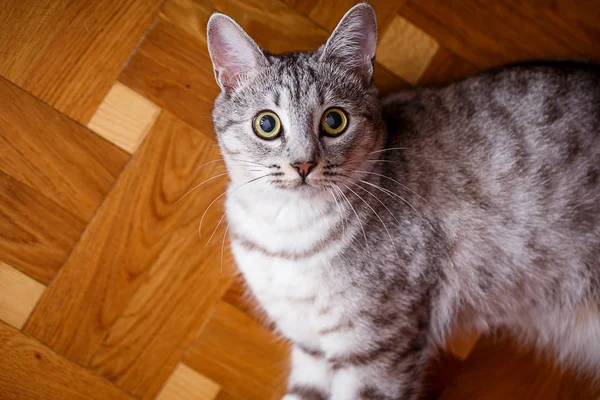 Gray tabby cat — Stock Photo, Image