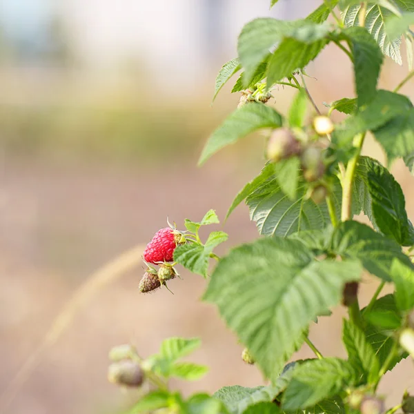 Himbeeren — Stockfoto