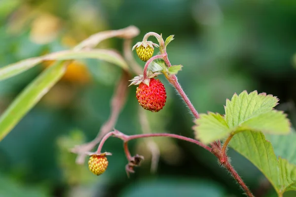 草莓莓果 — 图库照片