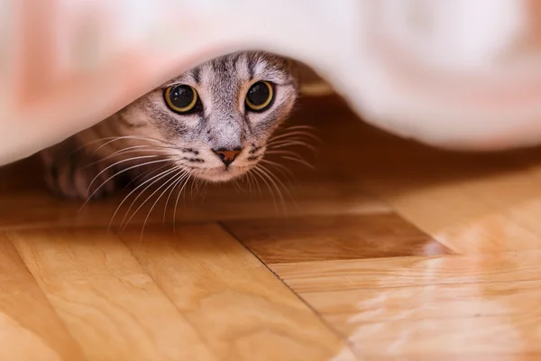 Cat hides — Stock Photo, Image