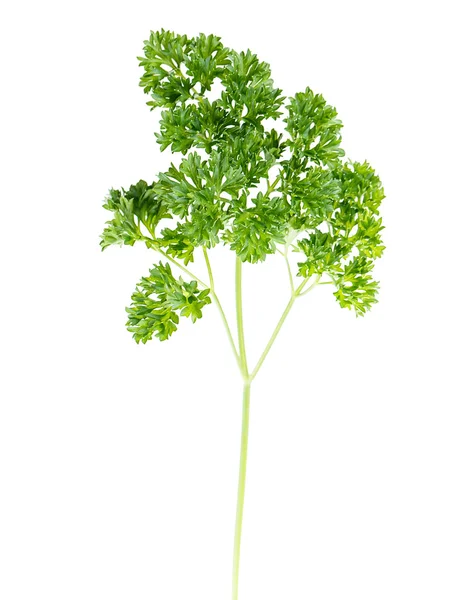 Leaf parsley — Stok fotoğraf