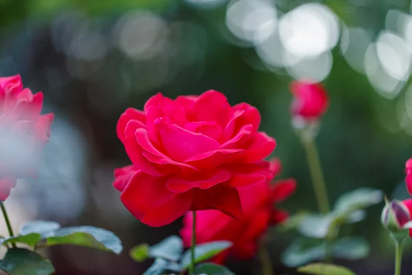 Czerwona róża poza — Zdjęcie stockowe