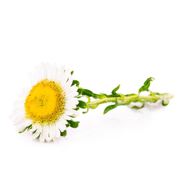 Strawberry leaf flower — Stock Photo, Image