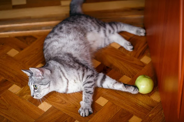 Grau gestromte Katze — Stockfoto