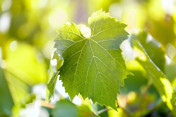 Grapes — Stock Photo, Image