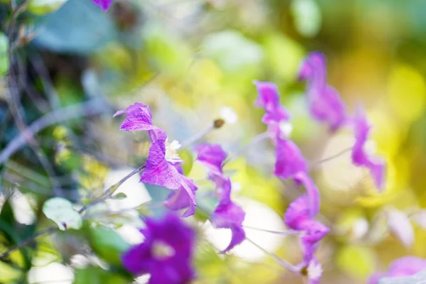 Flores de klimatis — Fotografia de Stock