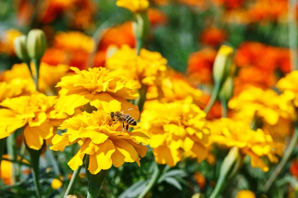 Bij op Goudsbloemen — Stockfoto