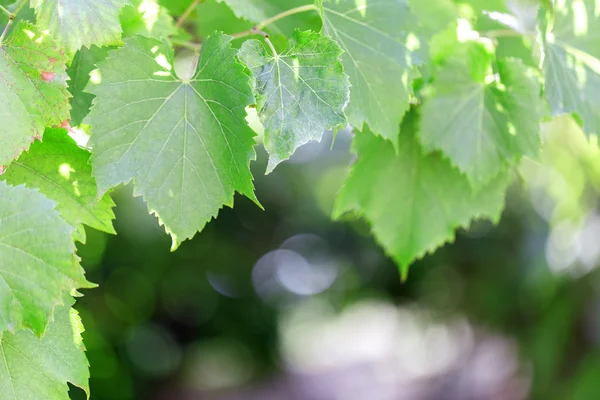 Grapes — Stock Photo, Image