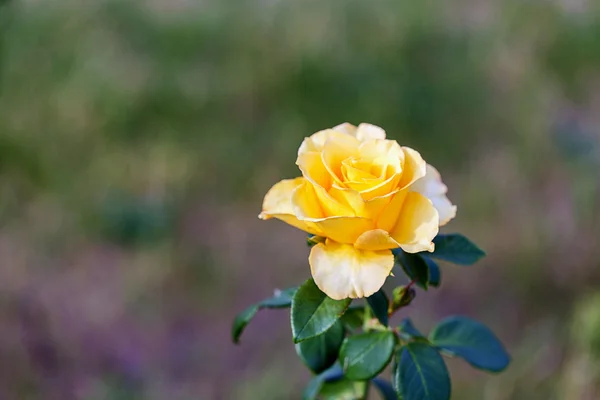 Yellow rose flower — Stock Photo, Image