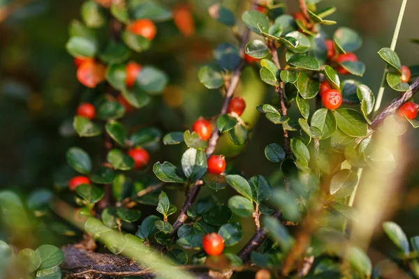 Dogwood växter berry — Stockfoto