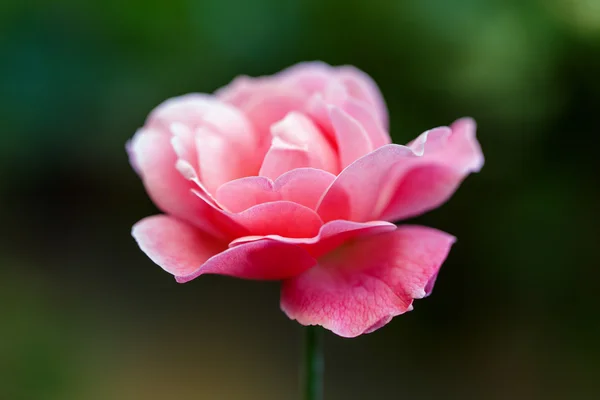 Czerwona róża poza — Zdjęcie stockowe