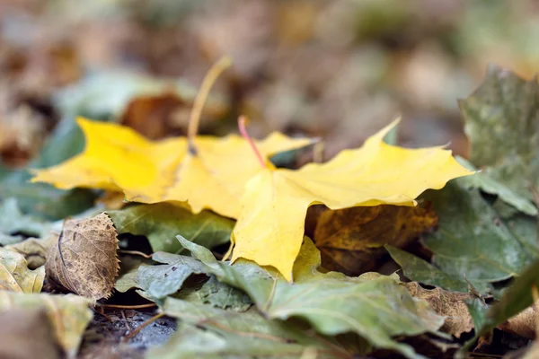 Autunno caduto foglie gialle — Foto Stock