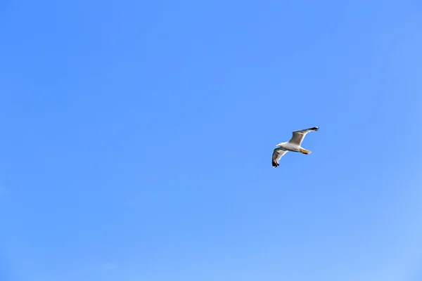 Gaviota azul cielo mar — Foto de Stock