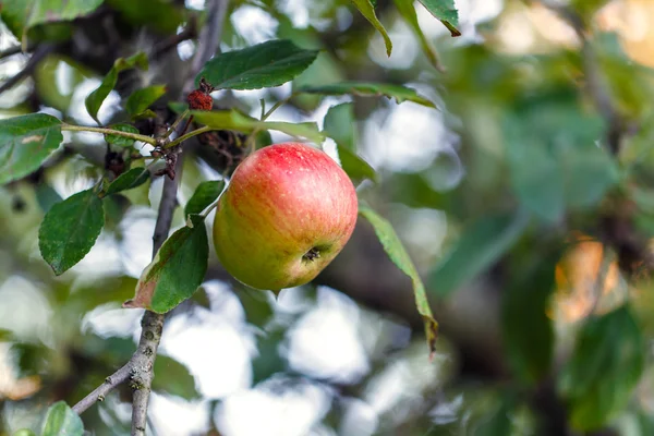 Apple tree leaves — Stock Photo, Image