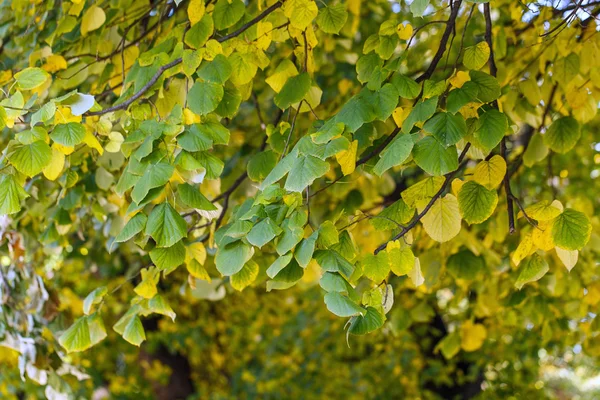 Tree torr lämnar natur landskap — Stockfoto