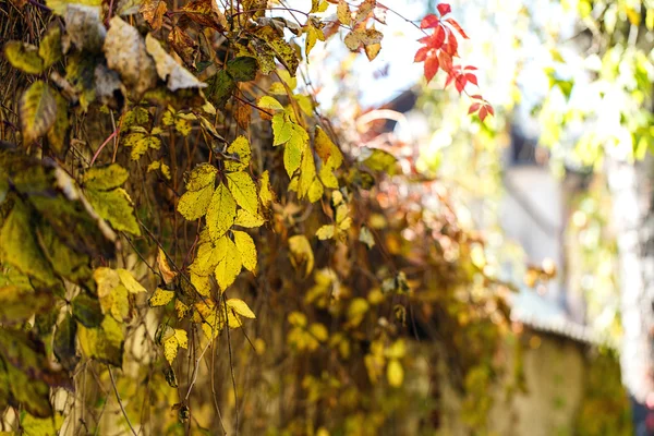 Albero foglie secche natura paesaggio — Foto Stock