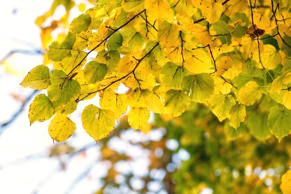 Árvore folhas secas natureza paisagem — Fotografia de Stock