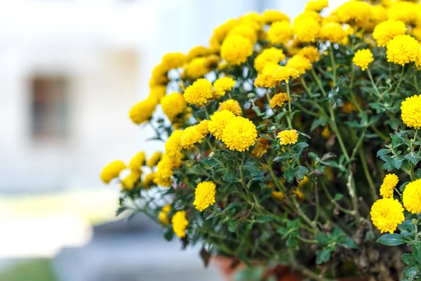 Chrysanthemum flowers flowerpot — Stock Photo, Image