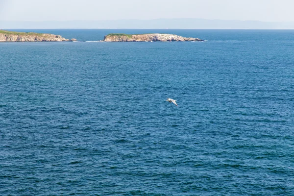 Mavi gökyüzü deniz martı — Stok fotoğraf