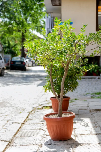Florero de árboles de calle — Foto de Stock
