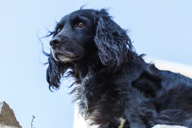 siyah spaniel köpek