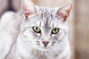 gri tekir kedi