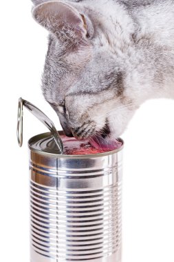 teneke kedi