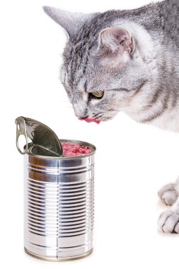 teneke kedi