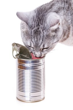 teneke kedi