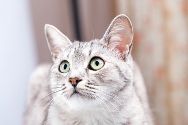 gri tekir kedi