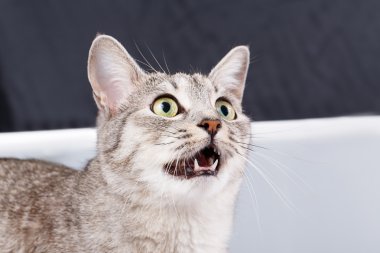 kedi ADGG
