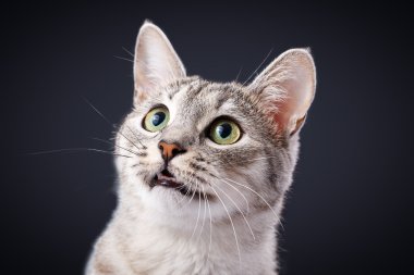 kedi ADGG