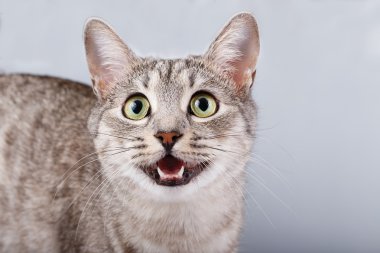 kedi ADGG