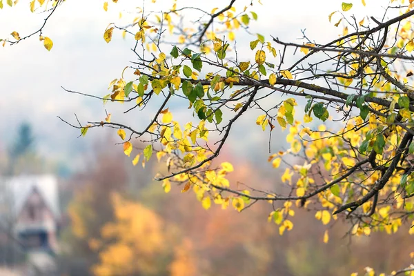Albero foglie secche natura paesaggio — Foto Stock