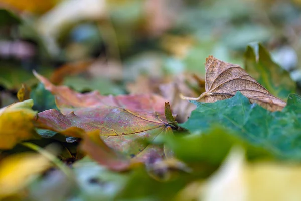 Herbst fällt Blätter gelb — Stockfoto