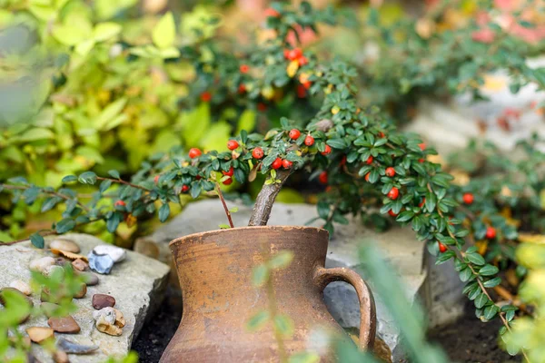 Lerkruka potten blomma — Stockfoto