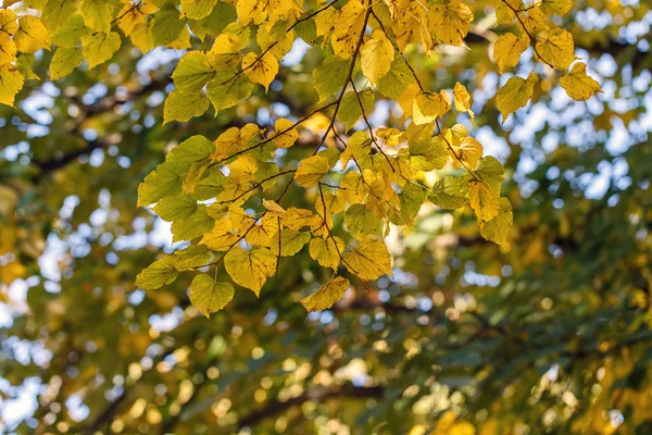 Árvore folhas secas natureza paisagem — Fotografia de Stock